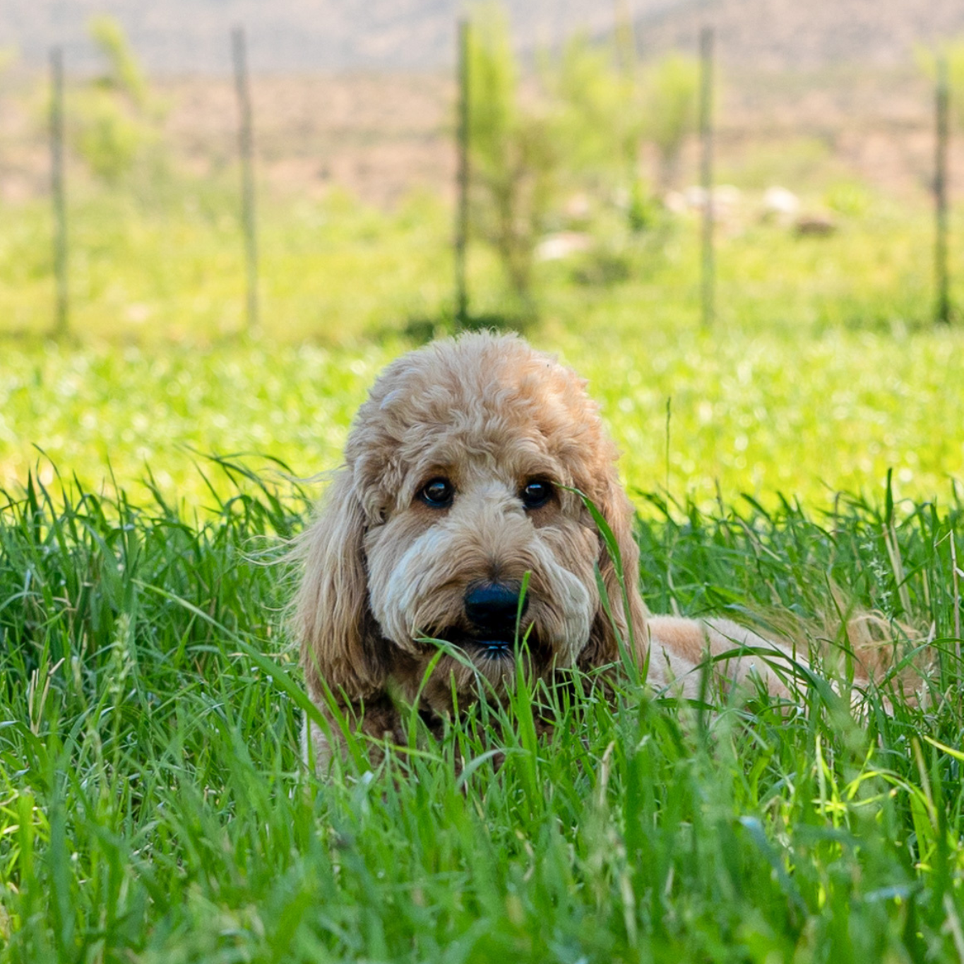 Rosco